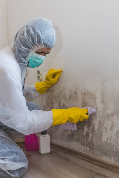 Best Mold Prevention Services  in Star Valley, AZ